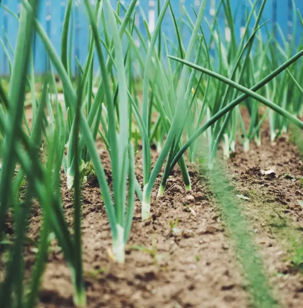 green-onions-growing-from-soil-2026-01-05-05-52-21-utc