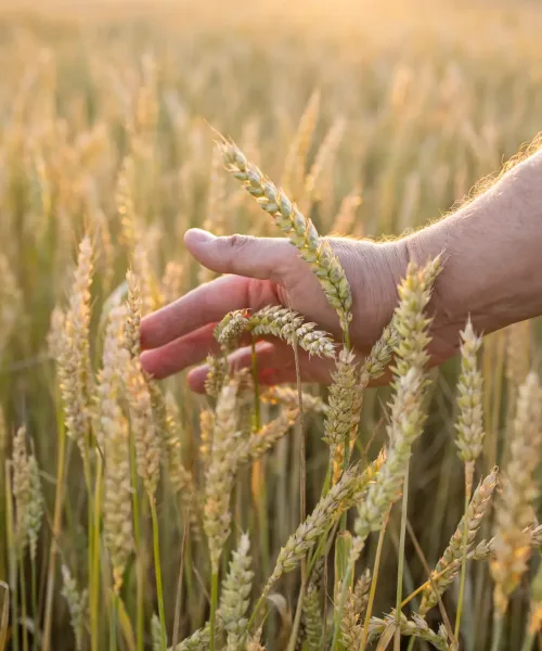 wheat-rye-in-the-hands-of-a-farmer-cultivation-o-2026-03-18-10-42-56-utc